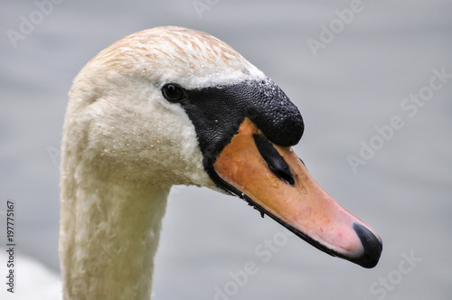 Mute swan head