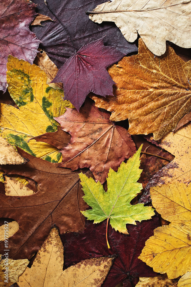 Herbarium of flat dried leaves coloured yellow, orange and brown. Fall texture. View from above, vertical