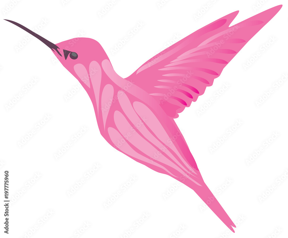 Obraz premium Vector Hummingbird Isolated