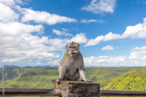 junge makaken affen mutter sitzt auf aussichtsplattform auf mauritius