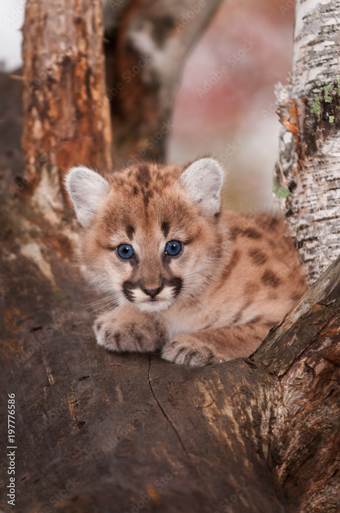 Fototapeta premium Female Cougar Kitten (Puma concolor) in Tree