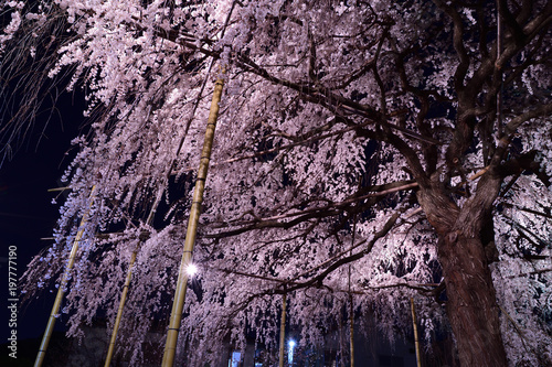 幽玄なる枝垂れ桜