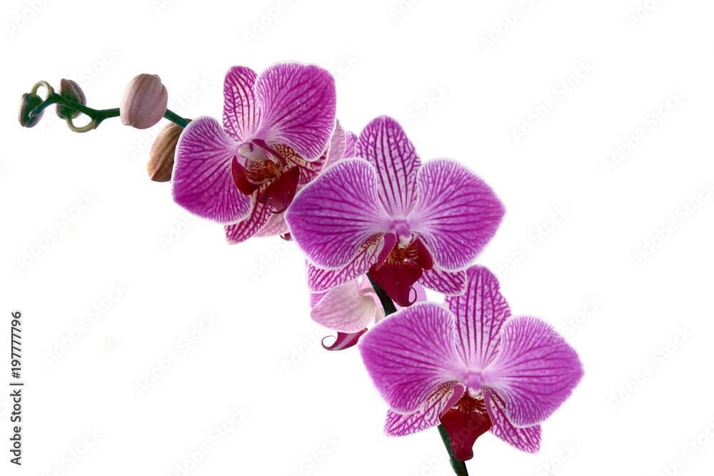 Obraz premium orchid close up isolated
