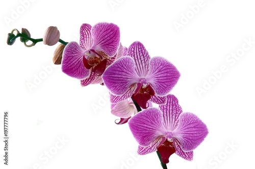 orchid close up isolated