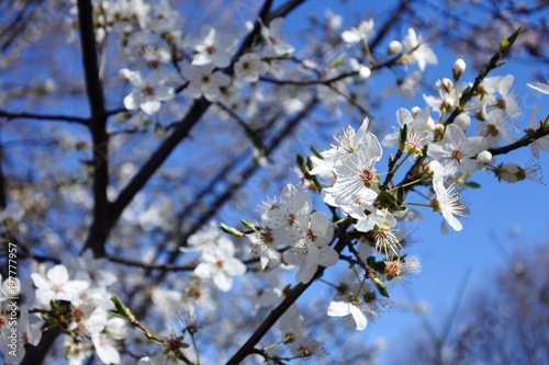 cherry blossoms in japan