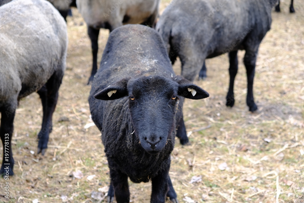 black sheep black sheep