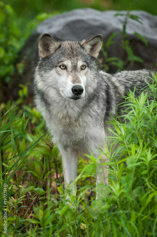 Grey Wolf (Canis lupus) Looks Forward Grey Wolf (Canis lupus) Looks Forward