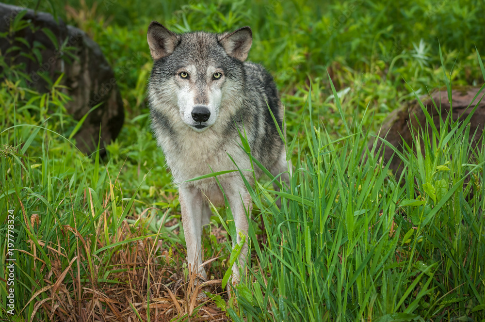 Grey Wolf (Canis lupus) Stands Between Rocks