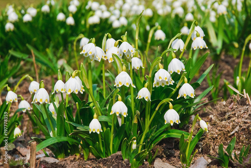 Lots of white spring-flowering flowers of spring snowflake  Leucojum vernum  in springtime
