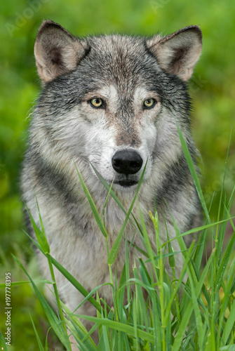 Grey Wolf (Canis lupus) Closeup Forward