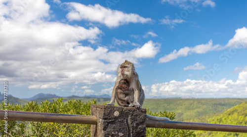 junge makak affenmutter mit süssen affenbaby sitzt auf einer aussichtsplattform in mauritius