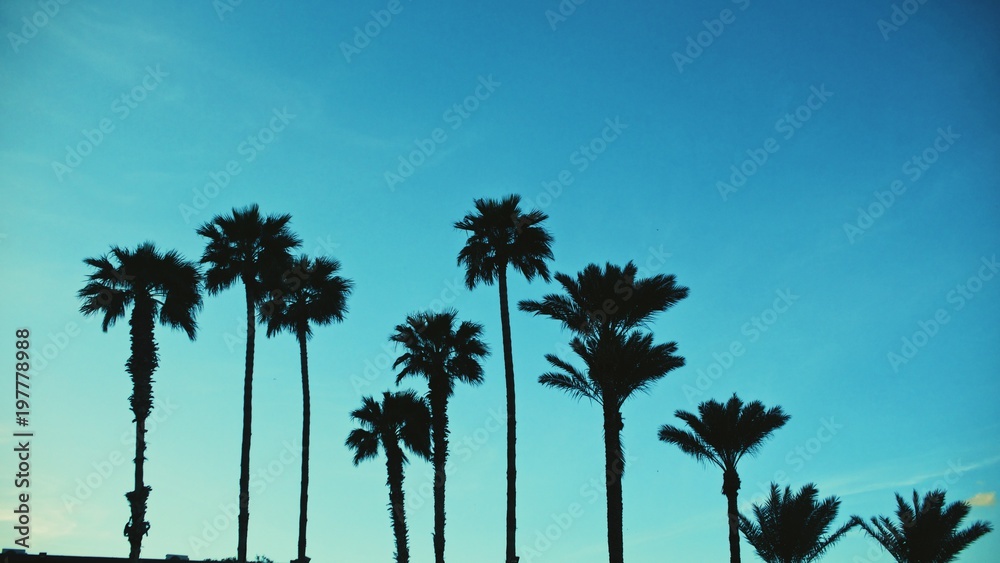 Fototapeta premium Palms by Dusk