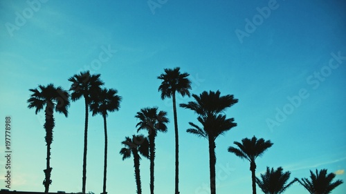 Palms by Dusk