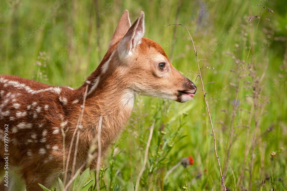 White-Tailed Deer Fawn (Odocoileus virginianus) Closeup Right White-Tailed Deer Fawn (Odocoileus virginianus) Closeup Right