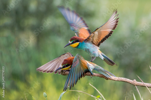 European bee-eater flight (Merops apiaster), Italy