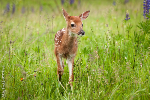 White-Tailed Deer Fawn (Odocoileus virginianus) Stands One Ear Back