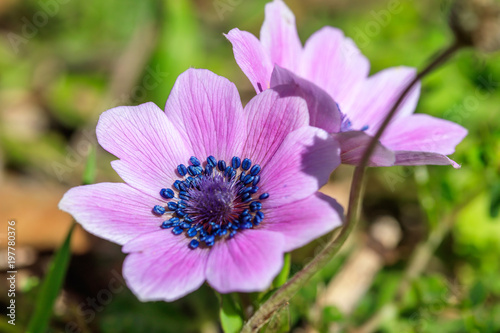 Anemones wild flowers closeup on nature background
