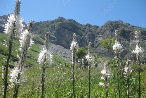 Valle de Ordesa, Pireneje, Hiszpania - białe wysokie kwiaty w Dolinie Ordesy photo