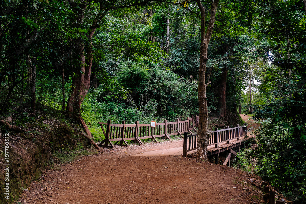 Fototapeta premium old wooden bridge in deep forest, natural vintage background