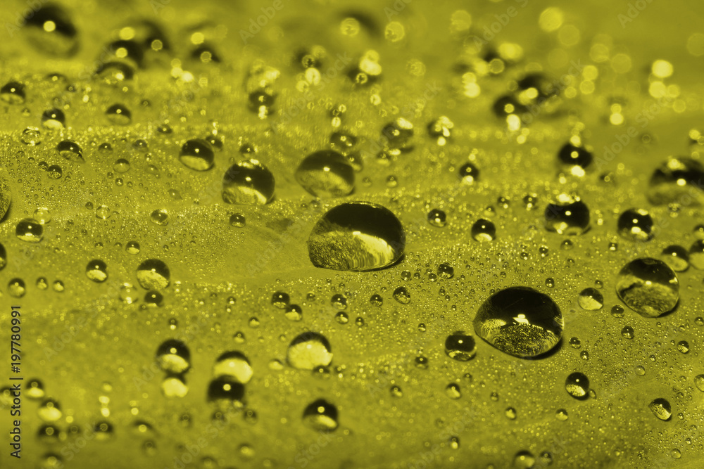 Morning dew. Macro. Toning in pantone color golden lime.