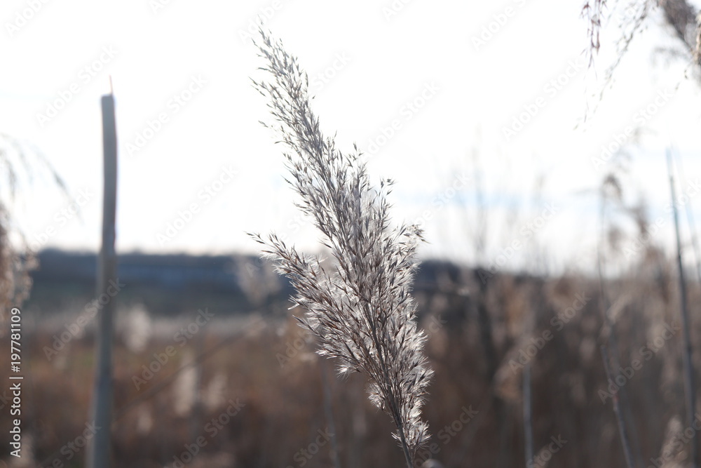 Obraz premium Roselière