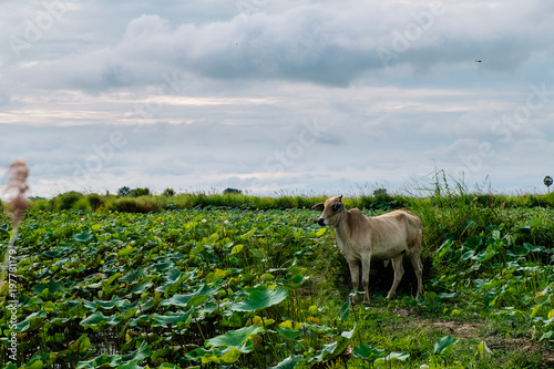 A beautiful lotus pond in Ta-keo province, Cambodia