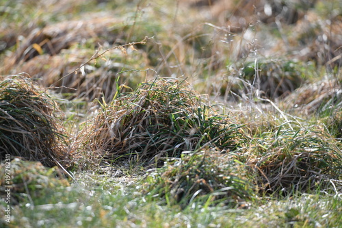 Grass heaps in a narural reserve in Münster-Germany