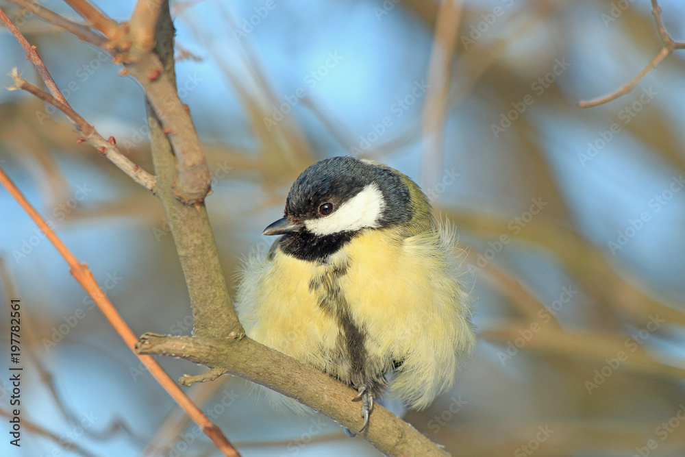 Fototapeta premium blueberry on a branch in a winter park