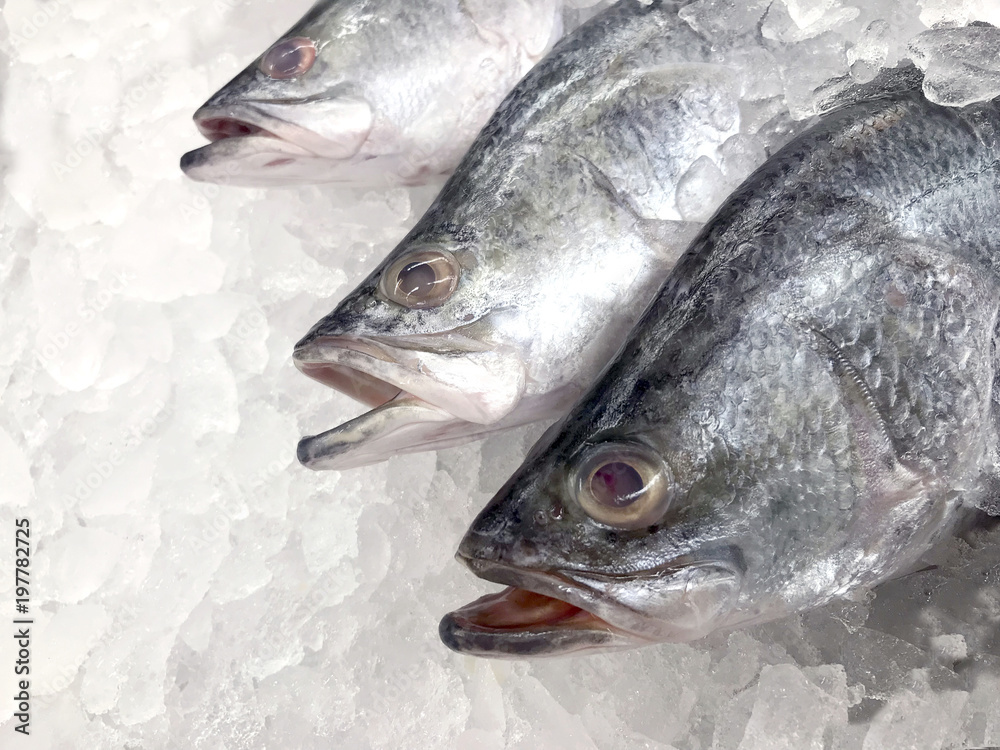 white snapper fish, raw fresh white snapper frozen in supermarket (selective focus) white snapper fish, raw fresh white snapper frozen in supermarket (selective focus)