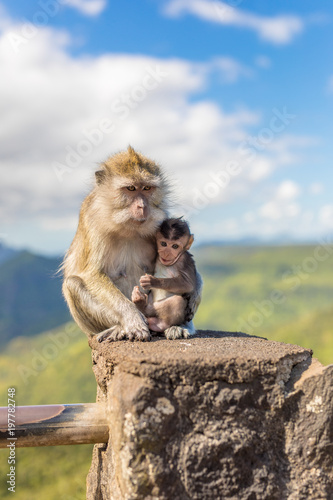 junge makak affenmutter mit süssen affenbaby sitzt auf einer aussichtsplattform in mauritius