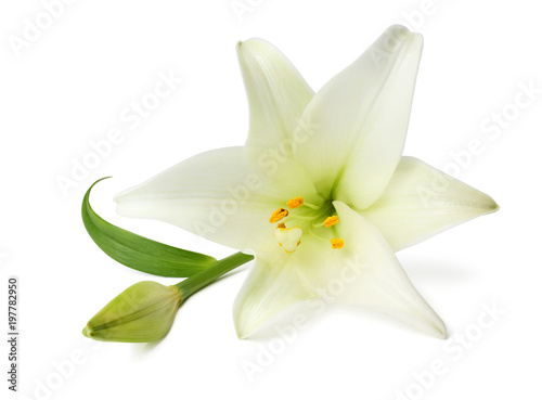 Beautiful white Lily  (Lilium, Liliaceae) with bud isolated on white background, including clipping path without shade.  © Olaf Simon