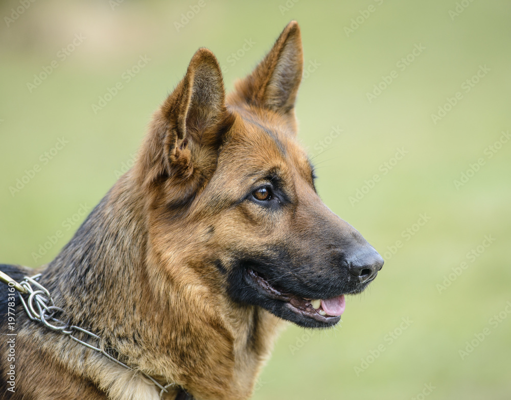 Portrait of German shepherd