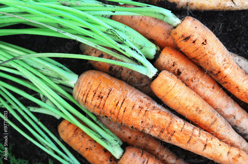 Bunch of fresh harvested carrots, soil background, selective focus