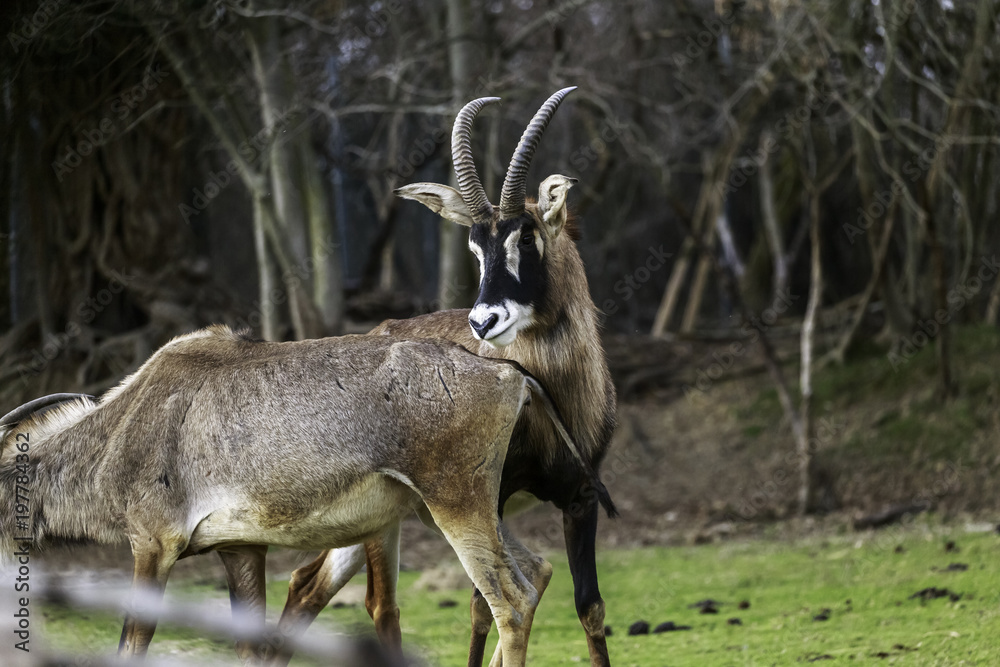 mating strategies in male antelopes