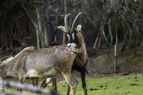 mating strategies in male antelopes © saad