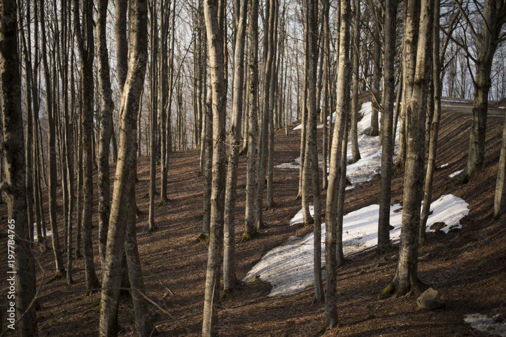 Fototapeta premium snow in the shade