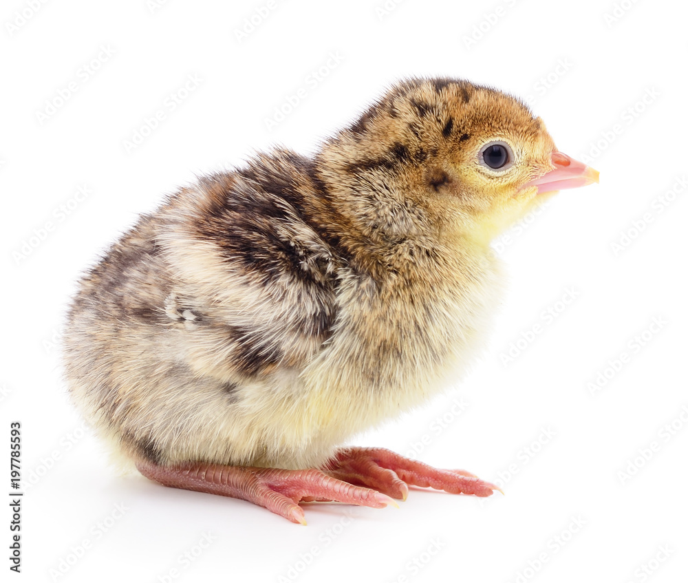 Obraz premium Chicken turkey isolated