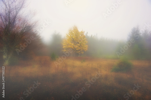 Yellow leaves of tree in fog at Dolly Sods