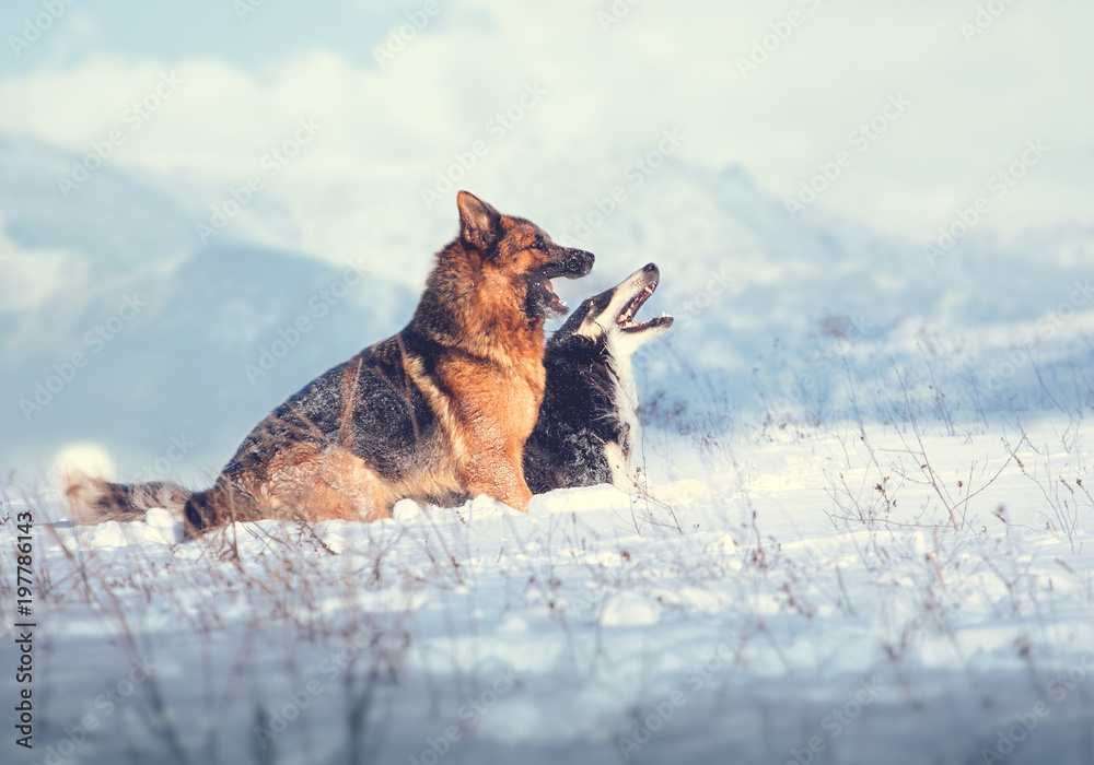 German shepherd best sale dog song