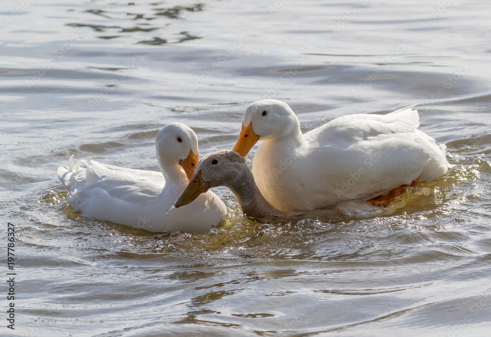 Ducks Mating
