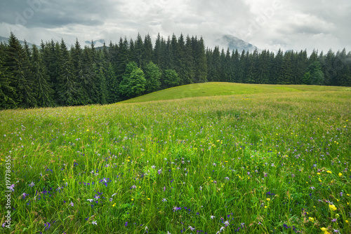 Field with flowers in the mountain region. Beautiful natural landscape in the summer time