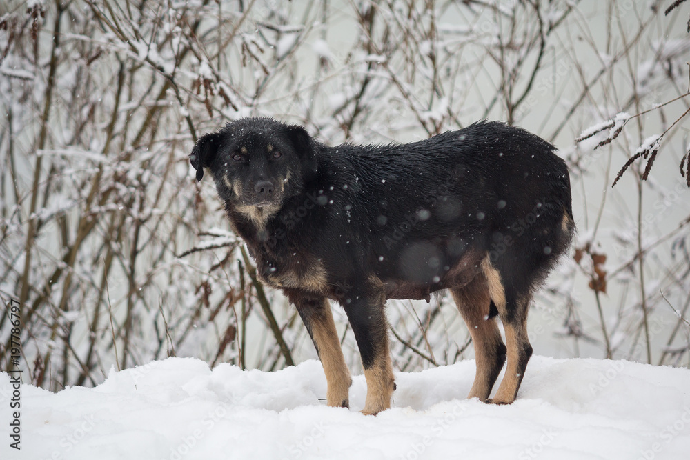 Homeless, frozen dog in a winter storm. Pets Homeless, frozen dog in a winter storm. Pets