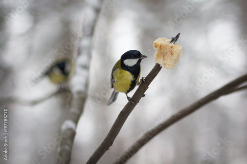 Titmouse sits on a branch and pecks a piece of bread. Birds © DmyTo