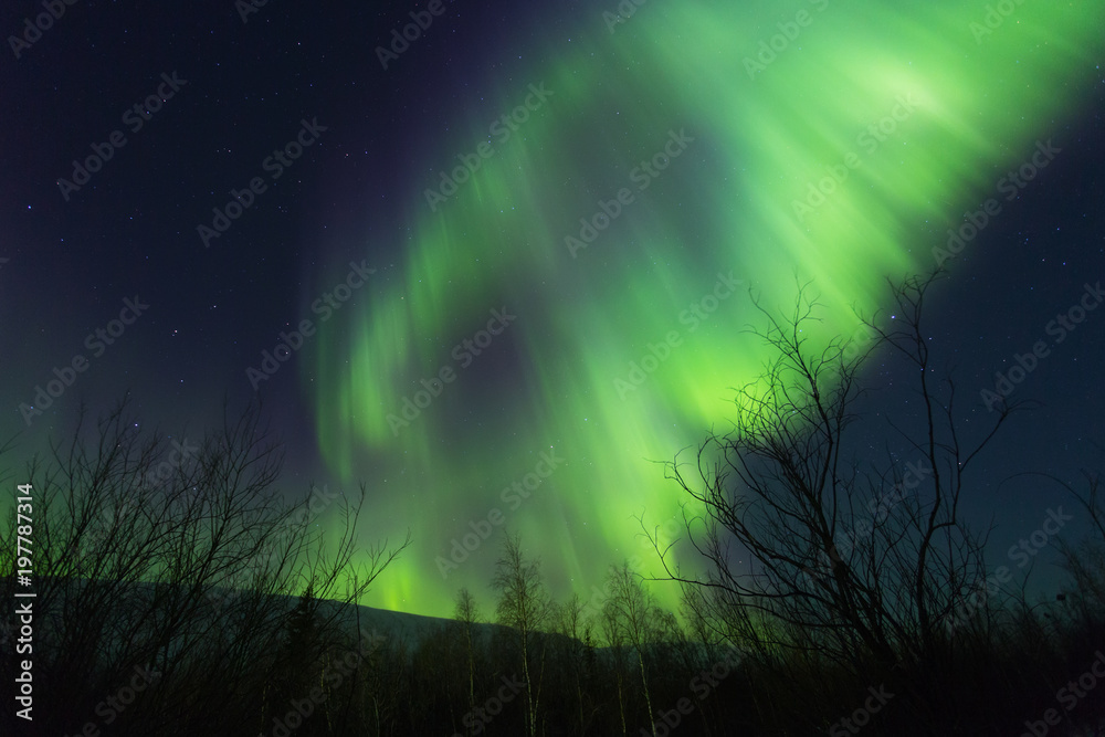 Beautiful aurora in the night sky above the trees