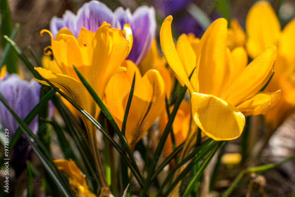 Fototapeta premium Spring 2018