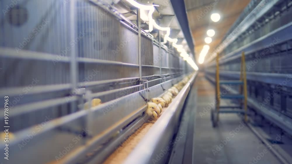 Baby chickens are poking their heads out of the cages and pecking grain Baby chickens are poking their heads out of the cages and pecking grain