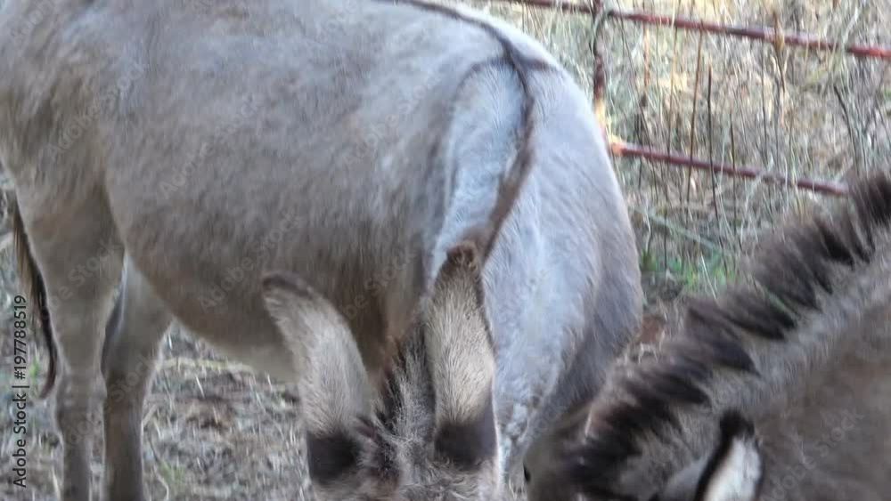 View of two young cute donkeys eating food. View of two young cute donkeys eating food.