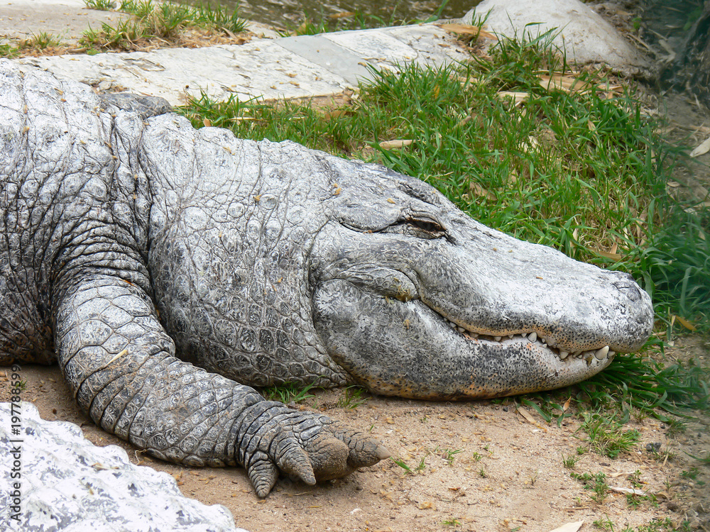 Crocodilo fora do seu habitat, num jardim zoologico Crocodilo fora do seu habitat, num jardim zoologico