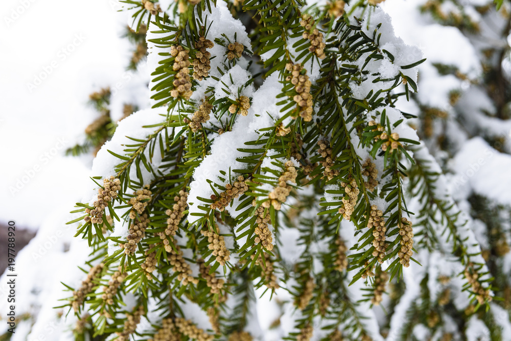 tree fir in a park covered with snow