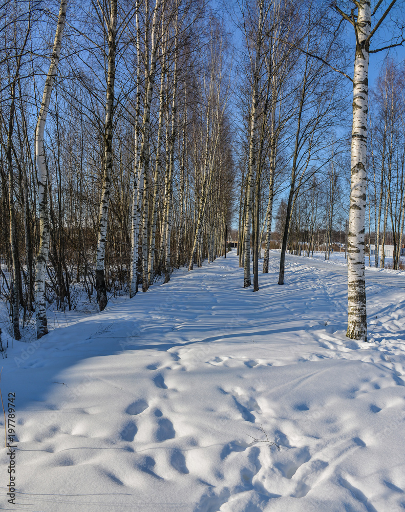 Fototapeta premium A Sunny day in a pine forest in early spring.